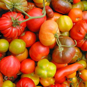 tomatomania