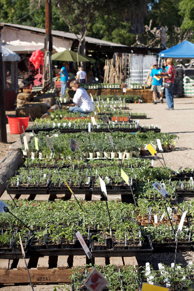 tomato seedling for sale at TomatoMania