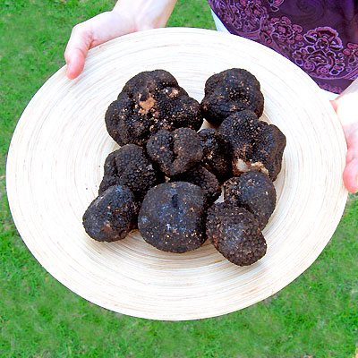 Fresh Black Italian Summer Truffle Combo