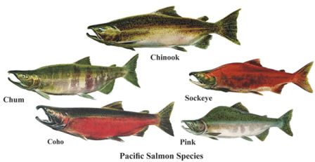 5 types of Alaskan salmon